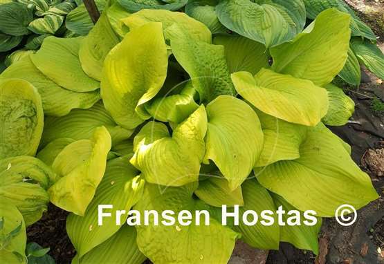 Hosta Templar Gold